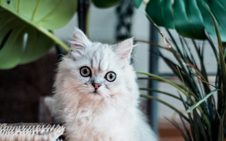 Are Monsteras Toxic to Cats? What Cat Owners Need to Know
