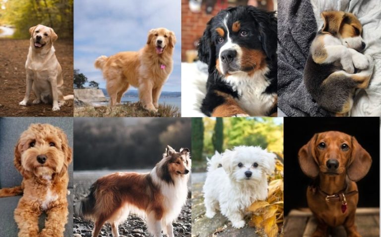 Top 18 Dogs for Seniors: Finding Your Perfect Furry Companion