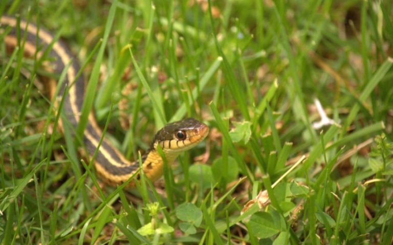 17 Essential Snake Repellent Solutions for Your Home and Garden