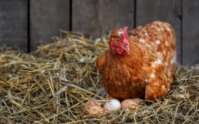 Anticipating the First Cluck: When Do Chickens Start Laying Eggs?